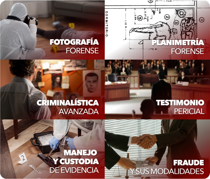 Paquete de 6 Cursos